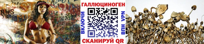 Галлюциногенные грибы Psilocybe  Купить где  Заволжье 